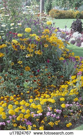 Yellow tagetes and rudbeckia in curved border in summer garden View Large Photo Image Stock Photo - Yellow tagetes and rudbeckia in curved border in summer garden. Fotosearch