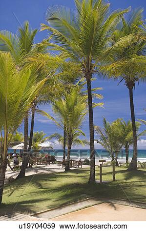 A sandy palm fringed beach in Brazil. View Large Photo Image Stock Photo - A sandy palm fringed beach in Brazil.. Fotosearch