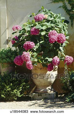 Stock Image - A terracotta pot with a pink mophead hydrangea.. Fotosearch
