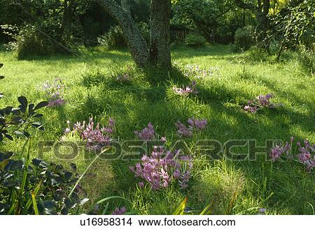 Autumn crocus naturalised in a meadow under trees. View Large Photo Image Picture - Autumn crocus naturalised in a meadow under trees.. Fotosearch