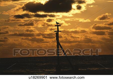 Stock Image - Bird on telegraph pole silhouetted against clouds and orange sky at sunset in Mundesley in Norfolk. Fotosearch