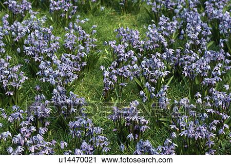 Stock Image -  Bird's eye view of a carpet of scillas.. Fotosearch