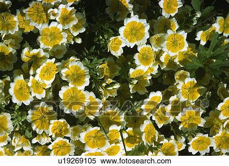 Stock Photography - Birds -eye view of a patch of poached egg plant . Fotosearch