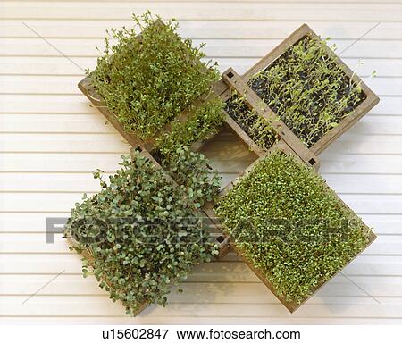 Birdseye close-up of mustard and cress growing in wooden boxes View Large Photo Image Stock Photo - Birdseye close-up of mustard and cress growing in wooden boxes. Fotosearch