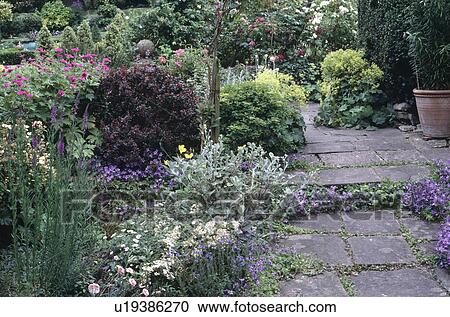 Stock Image - Blue campanula growing on paved path beside informal flowering border in country garden in summer. Fotosearch