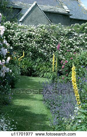 Stock Photo - Blue salvia and yellow verbascum in border beside grass path in country garden with white climbing roses on wall. Fotosearch