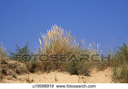 Blue sky above Marram grass growing on sand dunes at Camber Sands in Kent View Large Photo Image Stock Photo - Blue sky above Marram grass growing on sand dunes at Camber Sands in Kent. Fotosearch