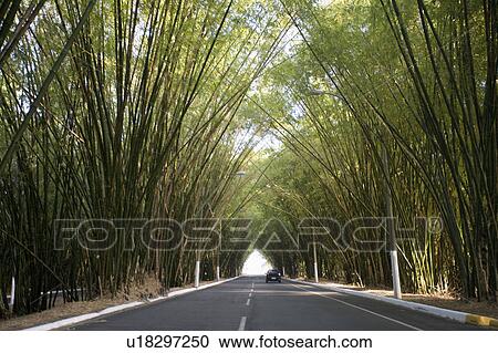 Brazil Bamboo growing over the road to form a tunnel. View Large Photo Image Stock Image - Brazil Bamboo growing over the road to form a tunnel.. Fotosearch