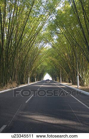 Brazil Bamboo growing over the road to form a tunnel. View Large Photo Image Stock Image - Brazil Bamboo growing over the road to form a tunnel.. Fotosearch