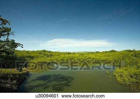 Stock Image - Brazil. River. . Fotosearch