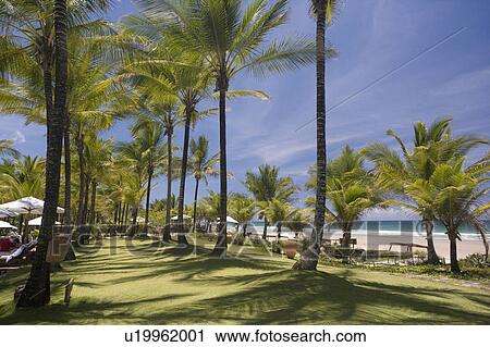 Stock Image - Brazil. Shaded area with trees. Beach.. Fotosearch