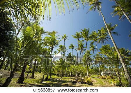 Stock Photo - Brazil. Trees. Field. Shed.. Fotosearch
