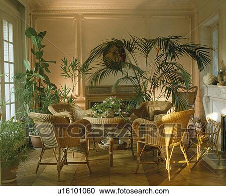 Cane chairs and lush green houseplants in French townhouse dining room View Large Photo Image Stock Image - Cane chairs and lush green houseplants in French townhouse dining room. Fotosearch