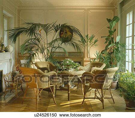 Cane chairs and lush green houseplants in French townhouse dining room View Large Photo Image Stock Image - Cane chairs and lush green houseplants in French townhouse dining room. Fotosearch