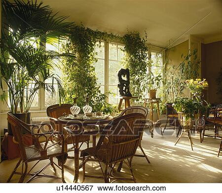 Cane Chairs And Lush Green Houseplants In French Townhouse Dining Room Stock Photo U14440567 Fotosearch