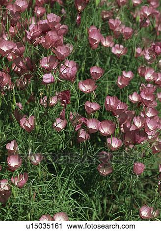 Stock Image - Carpet of pink clarkia. Fotosearch
