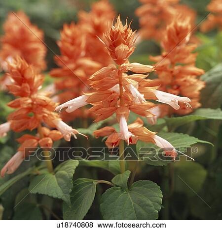 Stock Photo -  Close up apricot coloured variety of scarlet sage.. Fotosearch