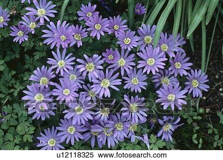 Close up of a clump of blue early spring anemones. View Large Photo Image Stock Photography - Close up of a clump of blue early spring anemones.. Fotosearch