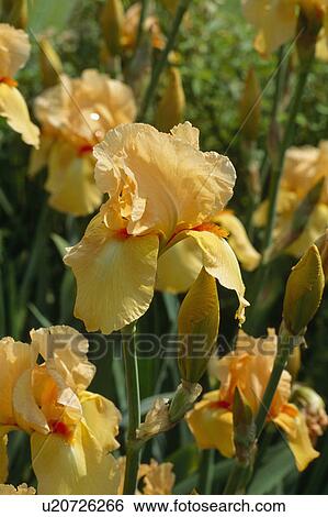 Close up of a clump of orange bearded iris. View Large Photo Image Stock Photograph - Close up of a clump of orange bearded iris.. Fotosearch