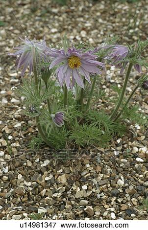 Close up of a clump of pale lilac Pasque flower in gravel. View Large Photo Image Stock Photo - Close up of a clump of pale lilac Pasque flower in gravel.. Fotosearch
