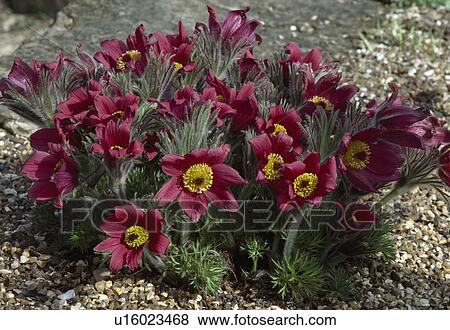 Close up of a clump of ruby Pasque flower. View Large Photo Image Stock Photo - Close up of a clump of ruby Pasque flower.. Fotosearch