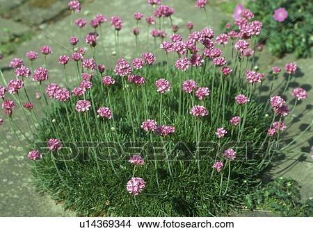Close up of a clump of thrift growing in paving. View Large Photo Image Picture - Close up of a clump of thrift growing in paving.. Fotosearch