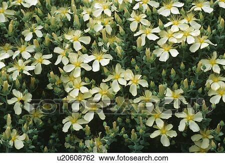 Stock Image -  Close up of a creamy St. John's wort in full flower.. Fotosearch