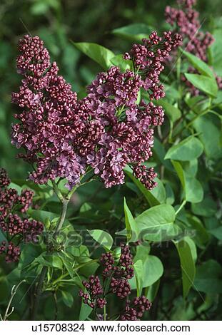 Close up of a deep purple single lilac. View Large Photo Image Picture - Close up of a deep purple single lilac.. Fotosearch