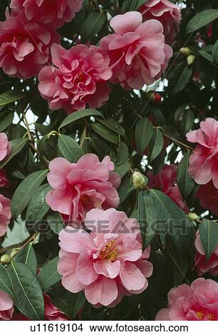 Picture -  Close up of a double pink camellia.. Fotosearch