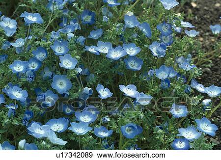 Close up of a drift of baby blue-eyes. View Large Photo Image Stock Photo - Close up of a drift of baby blue-eyes.. Fotosearch