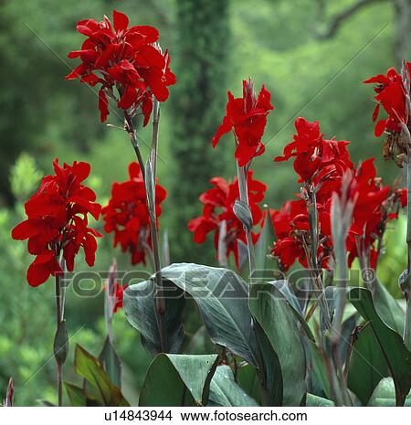 Close up of a large clump of dark red cannas. View Large Photo Image Picture - Close up of a large clump of dark red cannas.. Fotosearch