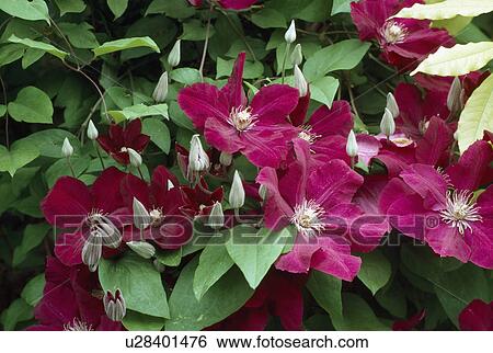 Stock Photograph - Close up of a large flowered single clematis&#10;. Fotosearch