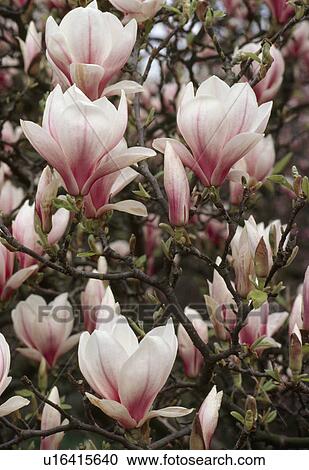 Close up of a large - flowered magnolia. View Large Photo Image Stock Image - Close up of a large - flowered magnolia.. Fotosearch