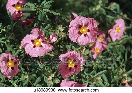 Close up of a pink cistus showing the yellow boss of stamens and the dark blotch at the base of the petals View Large Photo Image Stock Photo - Close up of a pink cistus showing the yellow boss of stamens and the dark blotch at the base of the petals . Fotosearch