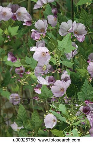 Stock Image -  Close up of a purple abutilon.. Fotosearch