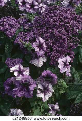 Close up of a purple summer bedding scheme of petunias and heliotrope. View Large Photo Image Stock Photograph - Close up of a purple summer bedding scheme of petunias and heliotrope.. Fotosearch