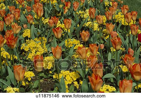 Close up of a spring bedding scheme of orange tulips with yellow polyanthus. View Large Photo Image Stock Photograph - Close up of a spring bedding scheme of orange tulips with yellow polyanthus.. Fotosearch