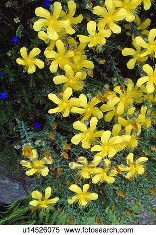 Close up of alpine hypericum. View Large Photo Image Stock Photography - Close up of alpine hypericum.. Fotosearch