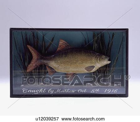 Stock Photo - Close-up of angler's fish in glass case. Fotosearch