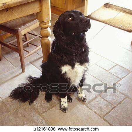 Close up of black & white dog on kitchen floor View Large Photo Image Stock Photo - Close up of black & white dog on kitchen floor. Fotosearch