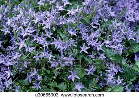 Stock Image - Close-up of blue Campanula "Barberyii". Fotosearch