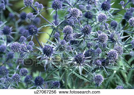 Close-up of blue ernygium View Large Photo Image Stock Photograph - Close-up of blue ernygium. Fotosearch