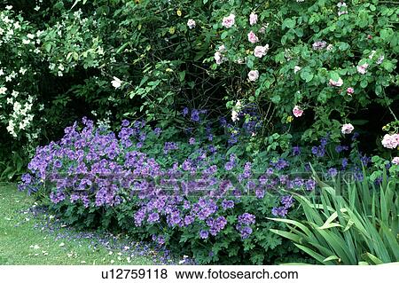 Close-up of blue geraniums growing below pink roses in country garden View Large Photo Image Stock Photo - Close-up of blue geraniums growing below pink roses in country garden. Fotosearch