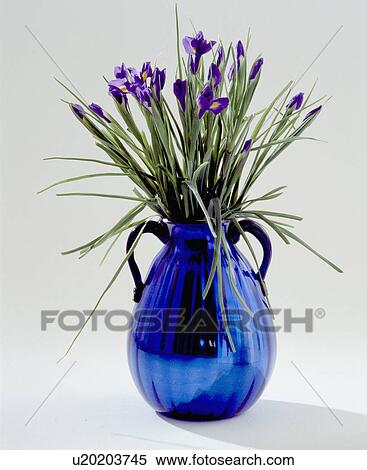 Stock Photography - Close-up of blue irises in blue glass vase. Fotosearch
