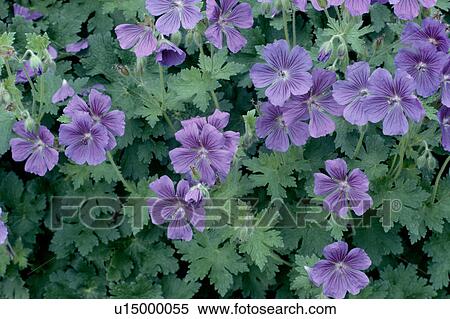 Close-up of blue perennial geranium View Large Photo Image Stock Photography - Close-up of blue perennial geranium. Fotosearch