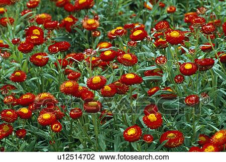 Stock Image - Close up of carpet of bright orange everlasting with yellow eyes.. Fotosearch