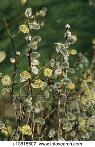 Close up of catkins of the Kilmarnock willow View Large Photo Image Stock Photo - Close up of catkins of the Kilmarnock willow. Fotosearch