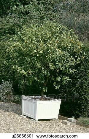 Stock Image - Close-up of citrus tree in white wooden container. Fotosearch