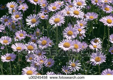 Close-up of clump of mauve Erigeron View Large Photo Image Stock Photo - Close-up of clump of mauve Erigeron. Fotosearch