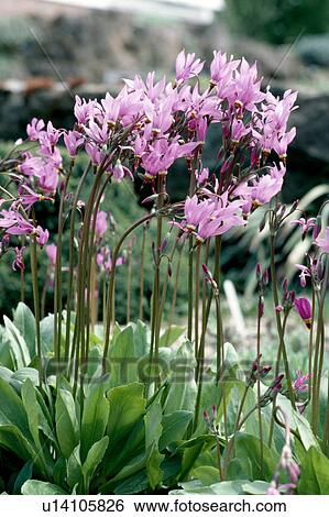 Close-up of clump of pink dodecatheon View Large Photo Image Stock Photograph - Close-up of clump of pink dodecatheon. Fotosearch